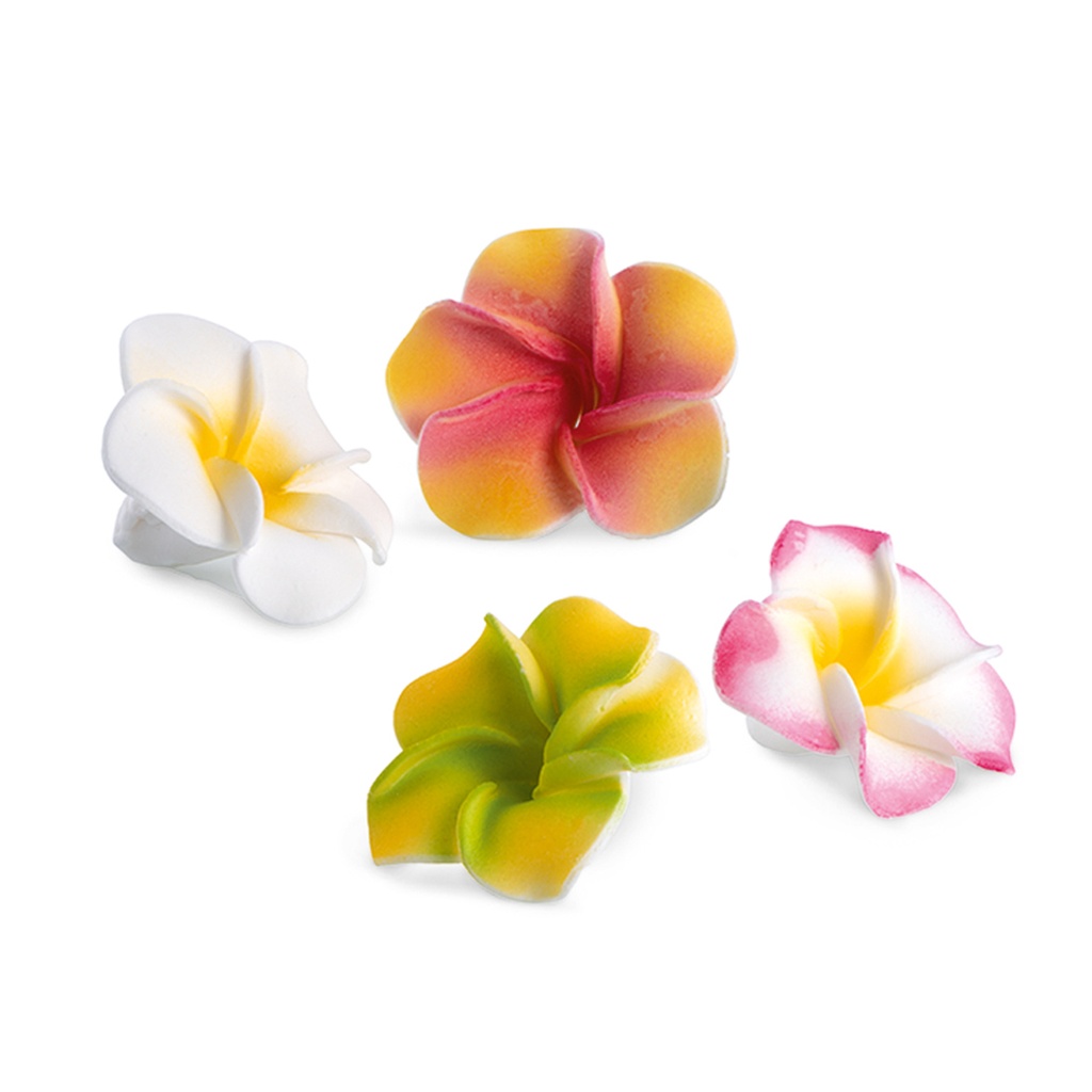 Surtido Plumeria (24 u.)